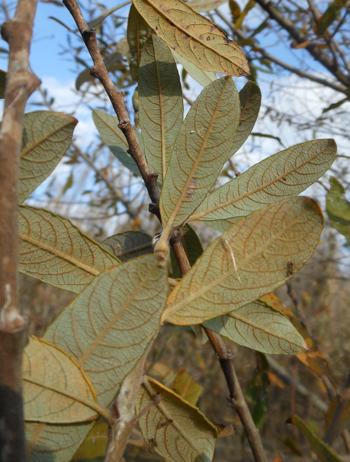 Salix atrocinerea / Salice di Gallura